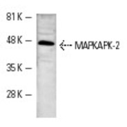 JNK1/3 Antibody (C-17) AC