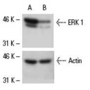 ERK 1 Antibody (C-16)