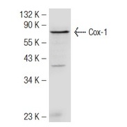 Cox-1 Antibody (H-62)