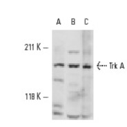 Trk A Antibody (763) PE