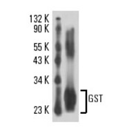 GST Antibody (110-218)