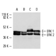 ERK 1 Antibody (C-16)