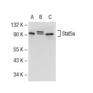 Stat5 Antibody (C-17)