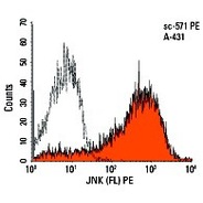 JNK Antibody (FL) AC