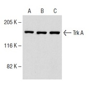 Trk A Antibody (763) PE