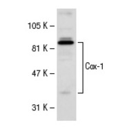 Cox-1 Antibody (H-62) PE