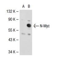 N-Myc Antibody (C-19)