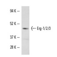 Erg-1/2/3 Antibody (C-20)