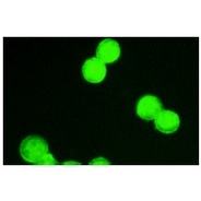 Stat5 Antibody (C-17) AC
