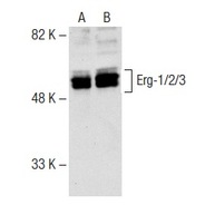 Erg-1/2/3 Antibody (C-20)