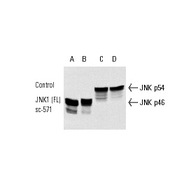 JNK Antibody (FL)