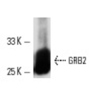 GRB2 Antibody (C-23) PE