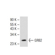 GRB2 Antibody (C-23) AC