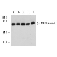 MEK kinase-2 Antibody (N-19)