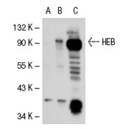 HEB Antibody (A-20)