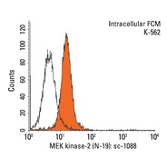 MEK kinase-2 Antibody (N-19)