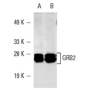 GRB2 Antibody (C-23) PE