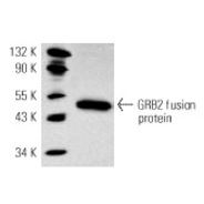 GRB2 Antibody (C-23)