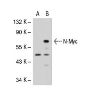 N-Myc Antibody (M-50)
