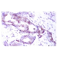 p-c-Myc Antibody (Ser 373)