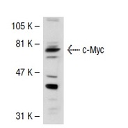 c-Myc Antibody (C-19)