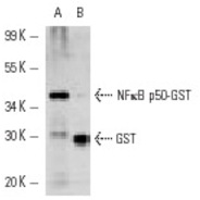 GST Antibody (Z-5) FITC