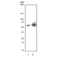 c-Myc Antibody Phospho (pT58/pS62)