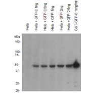 GFP Antibody (N-term)