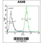 LRRC14 Antibody (C-term)