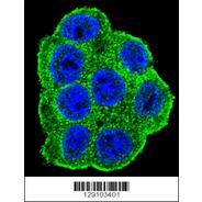 LRRC45 Antibody (C-term)