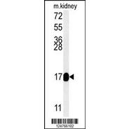 RT33 Antibody (C-term)