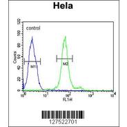 HNRNPA2B1 Antibody (N-term)