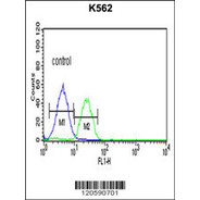 LSS Antibody (N-term)