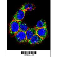 MUC20 Antibody (C-term)