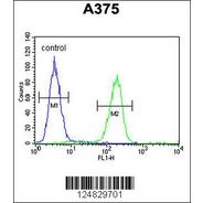 MA7D1 Antibody (C-term)
