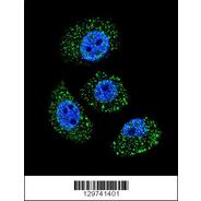MYBPHL Antibody (N-term)