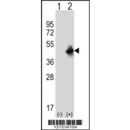 MAEL Antibody (C-term)