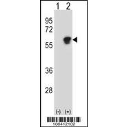 NAP1L1 Antibody (C-term)