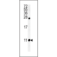NPFF Antibody (C-term)