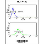 NEDD4 Antibody (C-term)