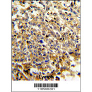 NCF4 Antibody (C-term)