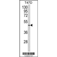 NCF1C Antibody (C-term)