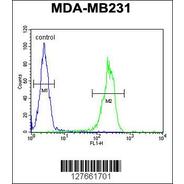 MYSM1 Antibody  (N-term)