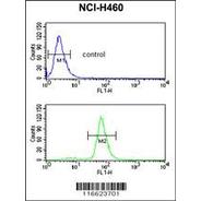 NFE2L2-Y576  Antibody