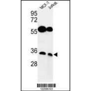 NAPA Antibody (C-term)