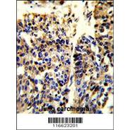 NFE2L2-Y576  Antibody
