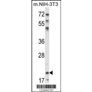 NIP7 Antibody (C-term)