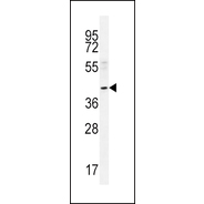 NEU2 Antibody (N-term)