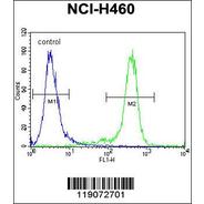 NBN Antibody (C-term)