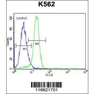NLK-T286 Antibody (Center)